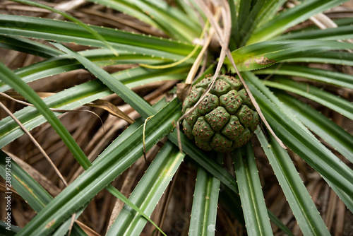 pine cone on a branch