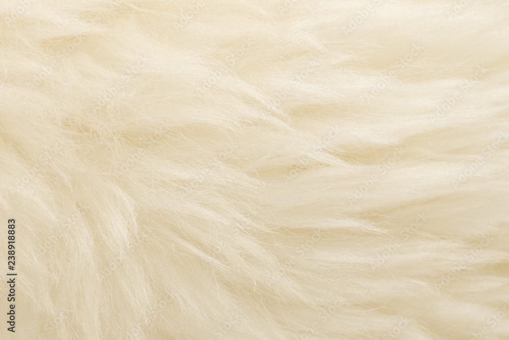 White animal wool texture background. Beige tint natural wool. Close-up texture of plush fluffy fur White animal wool texture background. Beige tint natural wool. Close-up texture of plush fluffy fur