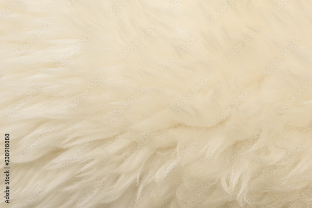 White animal wool texture background. Beige tint natural wool. Close-up texture of plush fluffy fur White animal wool texture background. Beige tint natural wool. Close-up texture of plush fluffy fur
