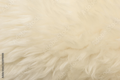 White animal wool texture background. Beige tint natural wool. Close-up texture of plush fluffy fur