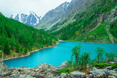 Green bush on stony hill on background of glacier and mountain lake. Coniferous forest on mountainside. Rich vegetation of highlands. Mountainous flora. Amazing vivid landscape of majestic nature.