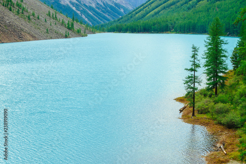 Shiny ripples on water surface of blue mountain lake in valley. Wonderful mountains. Conifer forest on mountainside in sunlight. Larch tree on water edge. Landscape of majestic nature of highlands.