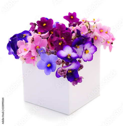 Violets beautiful flowers in gift box,christmas.