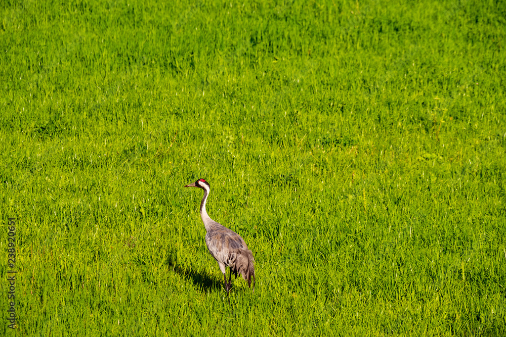 Fototapeta premium Sandhill Cranes In Flight