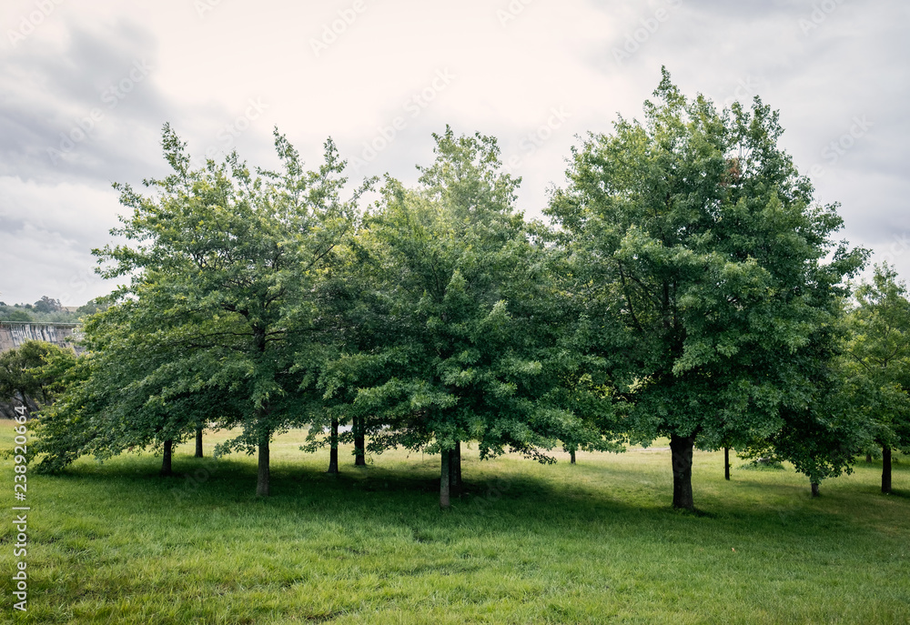 tree in the park