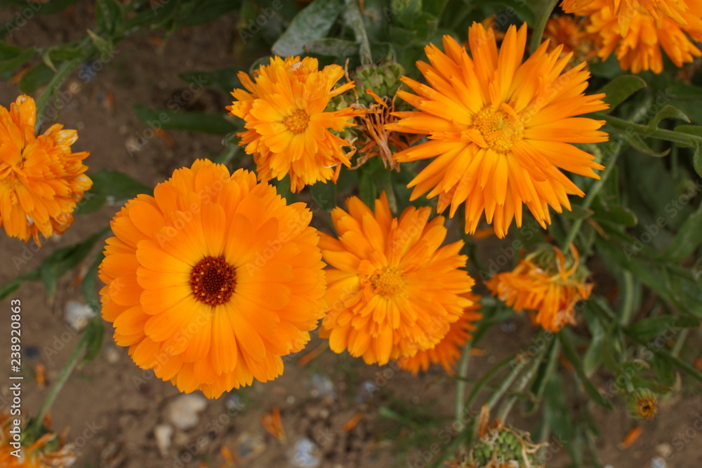 Calendula Calendula