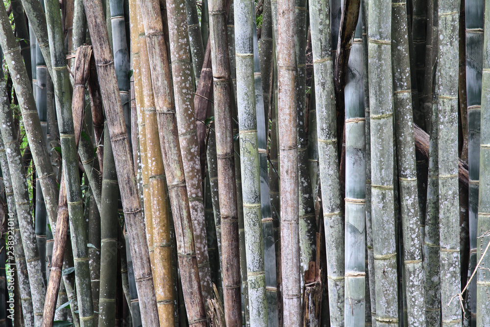 Details of bamboo trunks