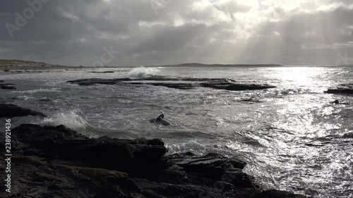 Dramatic early morning landscape with elephant seals swimming in the sea on Sea Lion Island on Falkland Islands
