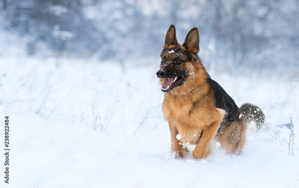 Naklejka premium Dog running in snow