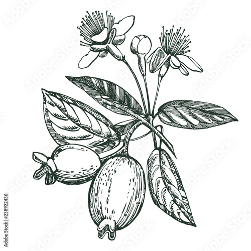 Collection of feijoa fruit, flower, leaves and feijoa slice. Vector hand drawn illustration.