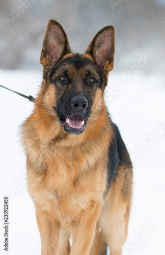 portrait of a shepherd dog in winter