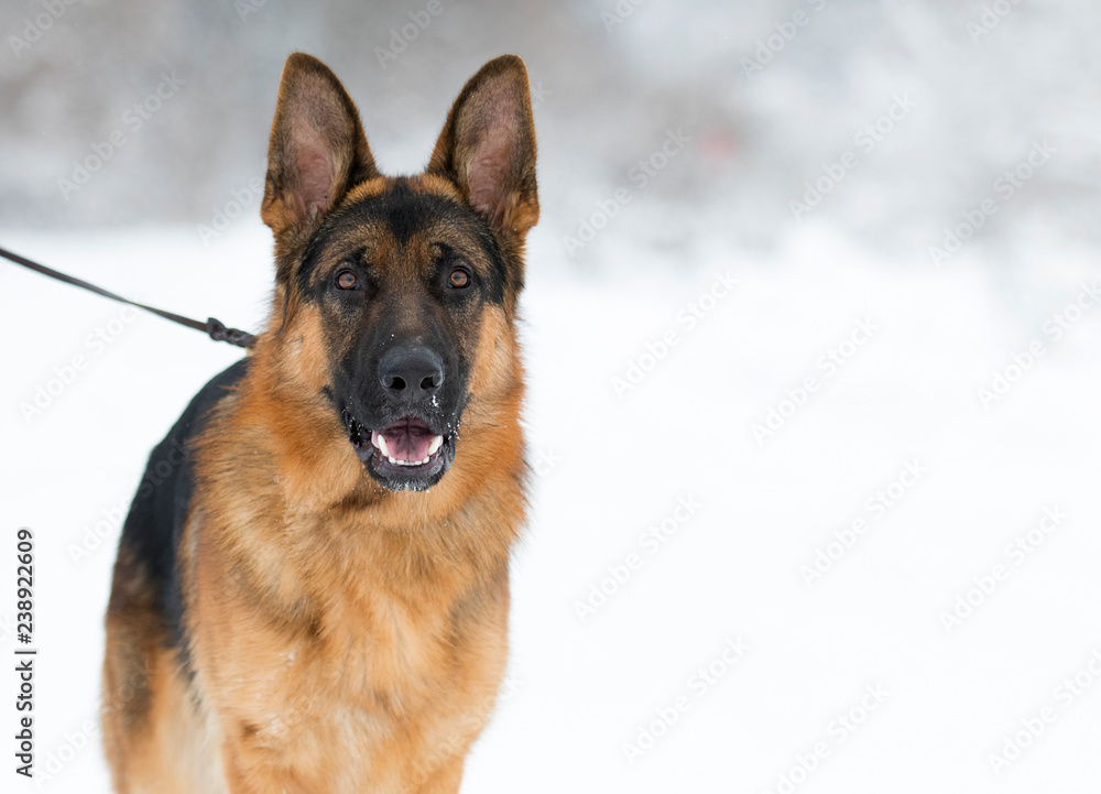 portrait of a shepherd dog in winter portrait of a shepherd dog in winter