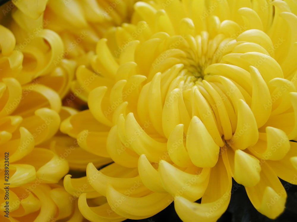 Chrysanthemum Chrysanthemum
