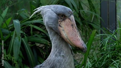 A shoebill (Balaeniceps rex) stork standing surrounded by plants. photo