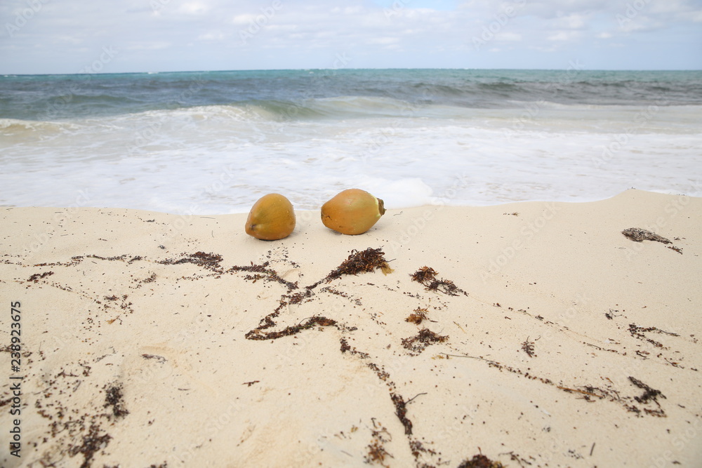 tropical beach washed by the blue wave of the sea with coconuts on the sand tropical beach washed by the blue wave of the sea with coconuts on the sand