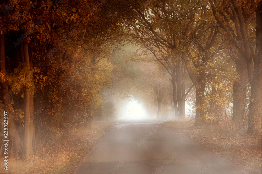 Obraz premium fog in the forest