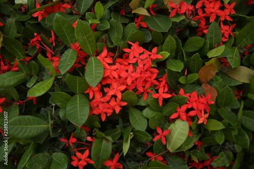  red flowers with leaves for background