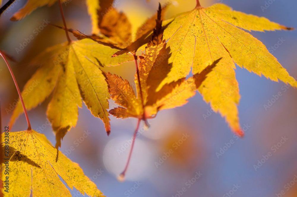 Obraz premium autumn leaves on tree