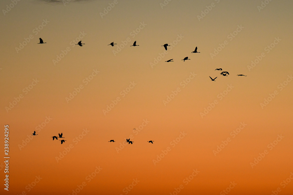 Flying cranes (grus grus) at sunrise. Hortabagy National Park. Hungary Flying cranes (grus grus) at sunrise. Hortabagy National Park. Hungary