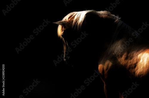 Photography Palomino stallion