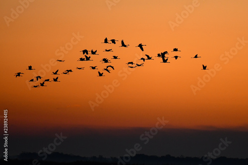 Wallpaper Mural Flying cranes (grus grus) at sunrise. Hortabagy National Park. Hungary Torontodigital.ca