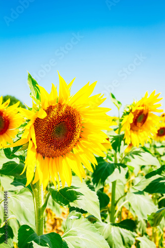 Field of sunflowers