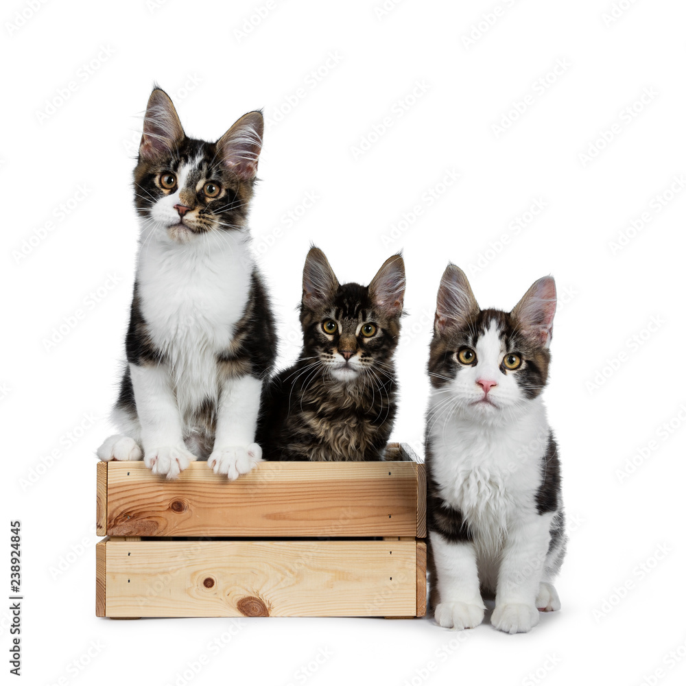 Row of playing Maine Coon cat kittens, black tabby with and without white. Two sitting straight up in wooden crate and  one beside the box. All looking at camera. Isolated on white background.