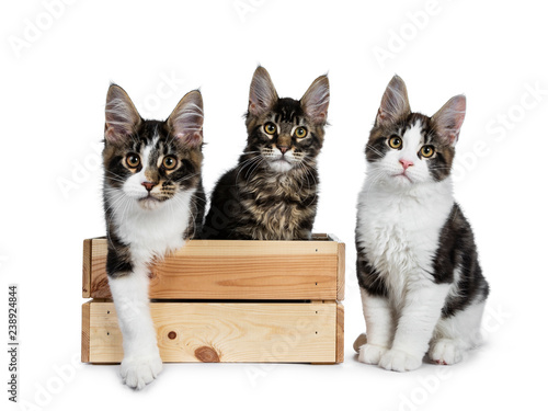 Row of playing Maine Coon cat kittens, black tabby with and without white. Two sitting straight up in wooden crate and one beside the box. All looking at camera. Isolated on white background.