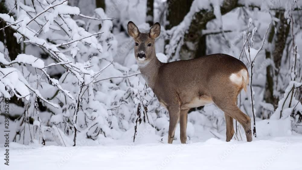 Roe deer in a snowy forest. Capreolus capreolus. Wild roe deer in winter nature. Roe deer in a snowy forest. Capreolus capreolus. Wild roe deer in winter nature.