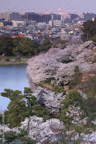 住宅地の側の桜が満開となった湖畔