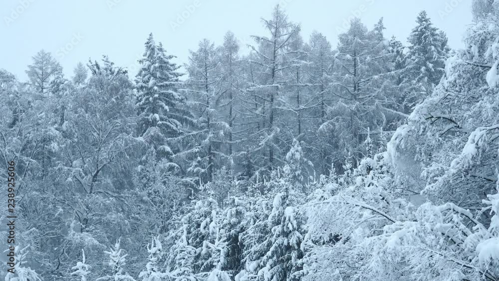Falling snow from snowy trees in the woods. Winter in the forest. Falling snow from snowy trees in the woods. Winter in the forest.