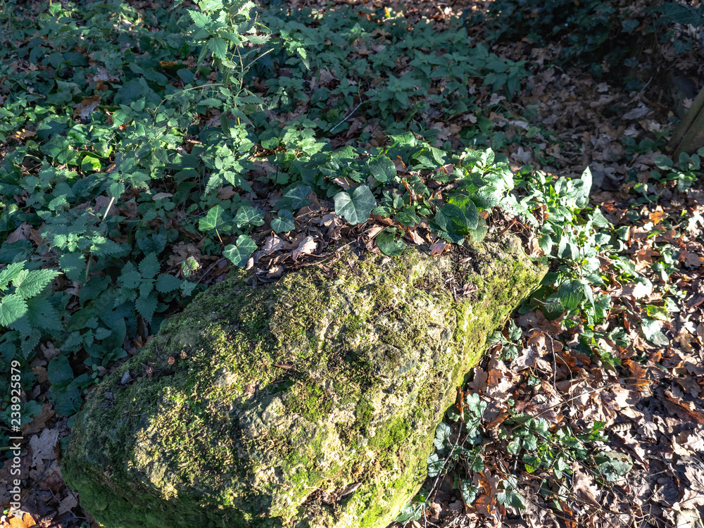 Obraz premium Trees Trunks and stumps 