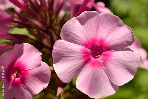 Fototapeta Naklejka Na Ścianę i Meble -  Pink flowers in spring