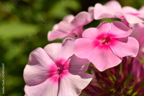 Pink flowers in spring © alvindom