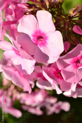 Pink flowers in spring