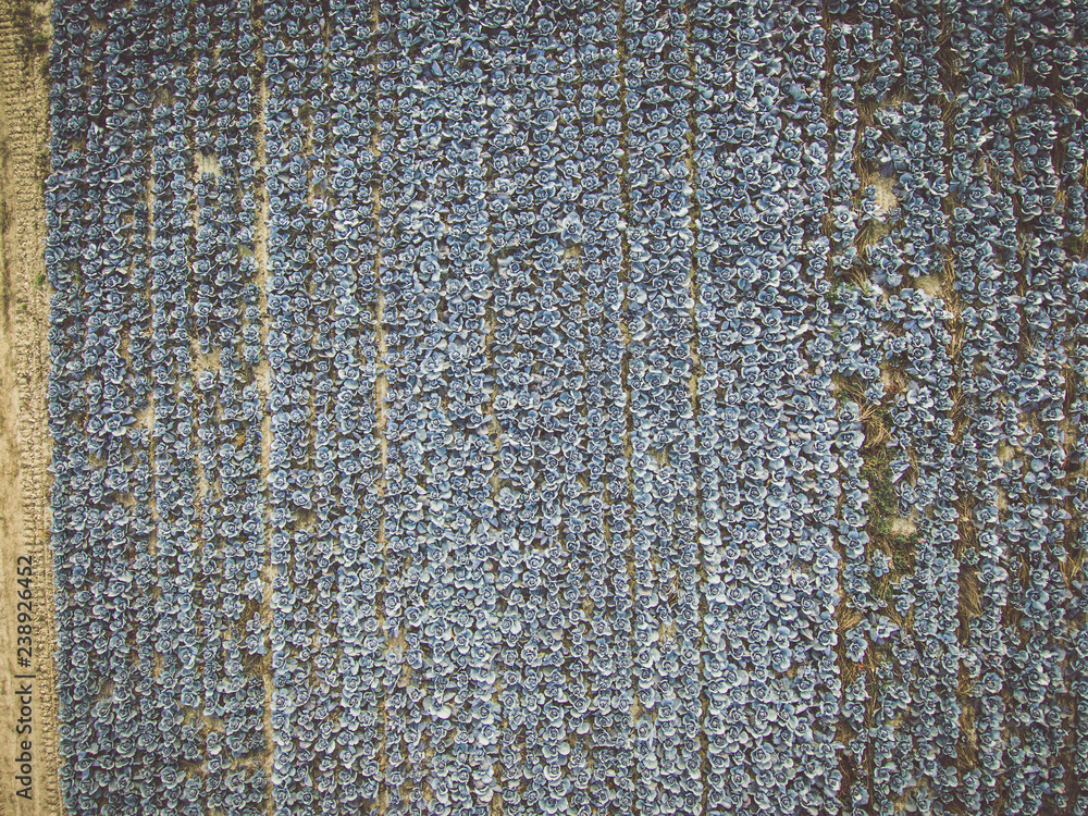 Fototapeta premium Aerial view of a field of ripe blueberry cabbage