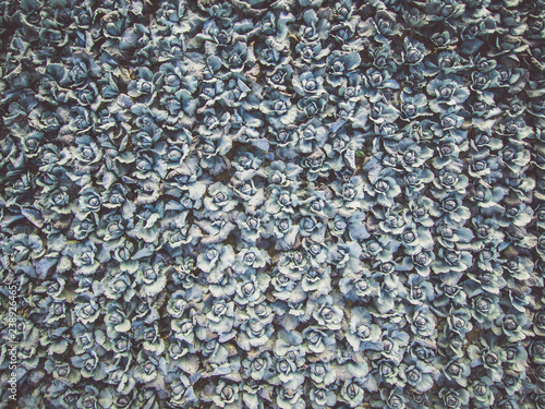 Aerial view of a field of ripe blueberry cabbage