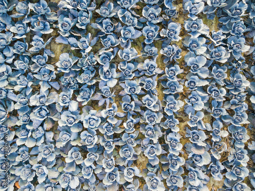 Aerial view of a field of ripe blueberry cabbage