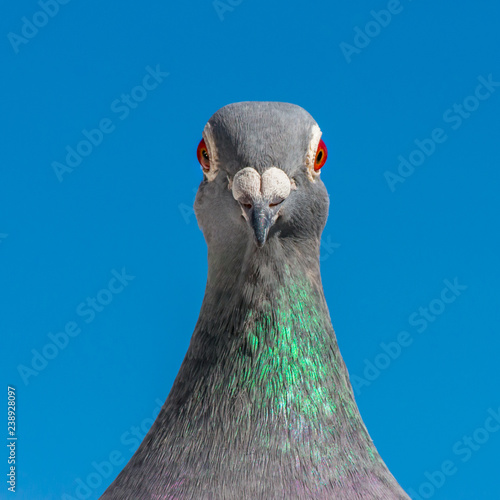 Closeup of the head of a racing pigeon.