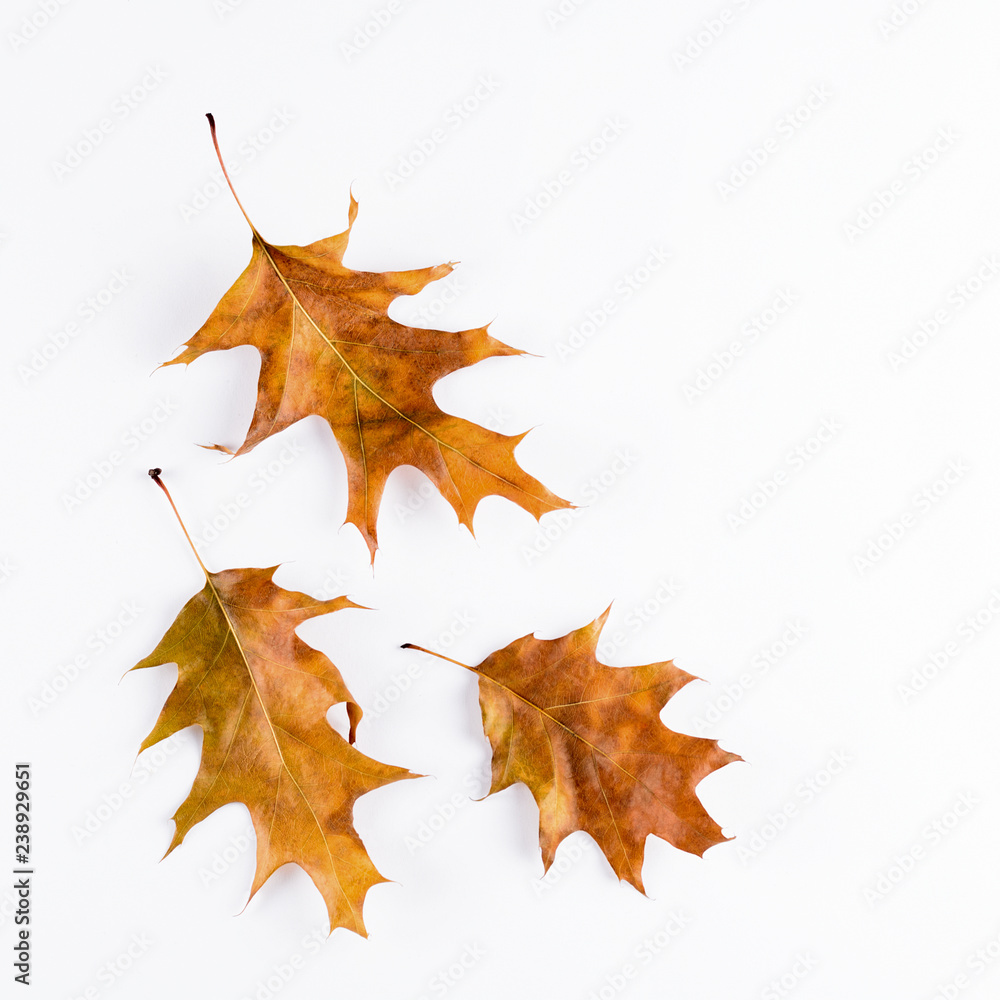 Naklejka premium Oak leaves isolated on white background