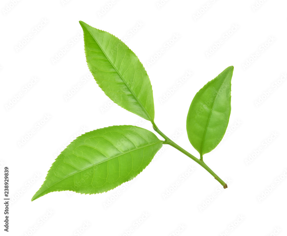 Obraz premium green tea leaf on white background