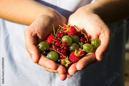 Gooseberries, black and red currant. raspberries - berries in th