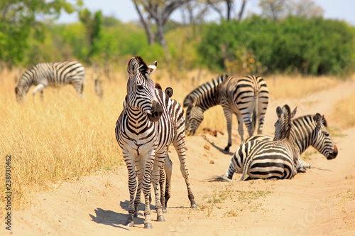 Plains Zebras on a dry dusty dirt track road in Hwange National Park  Zimbabwe