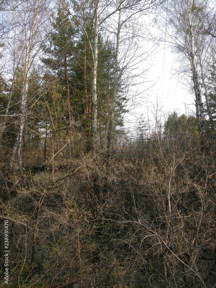 nature, trees, field nature, trees, field