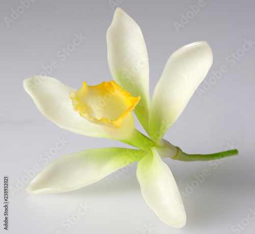 VANILLA FLOWER AND POD