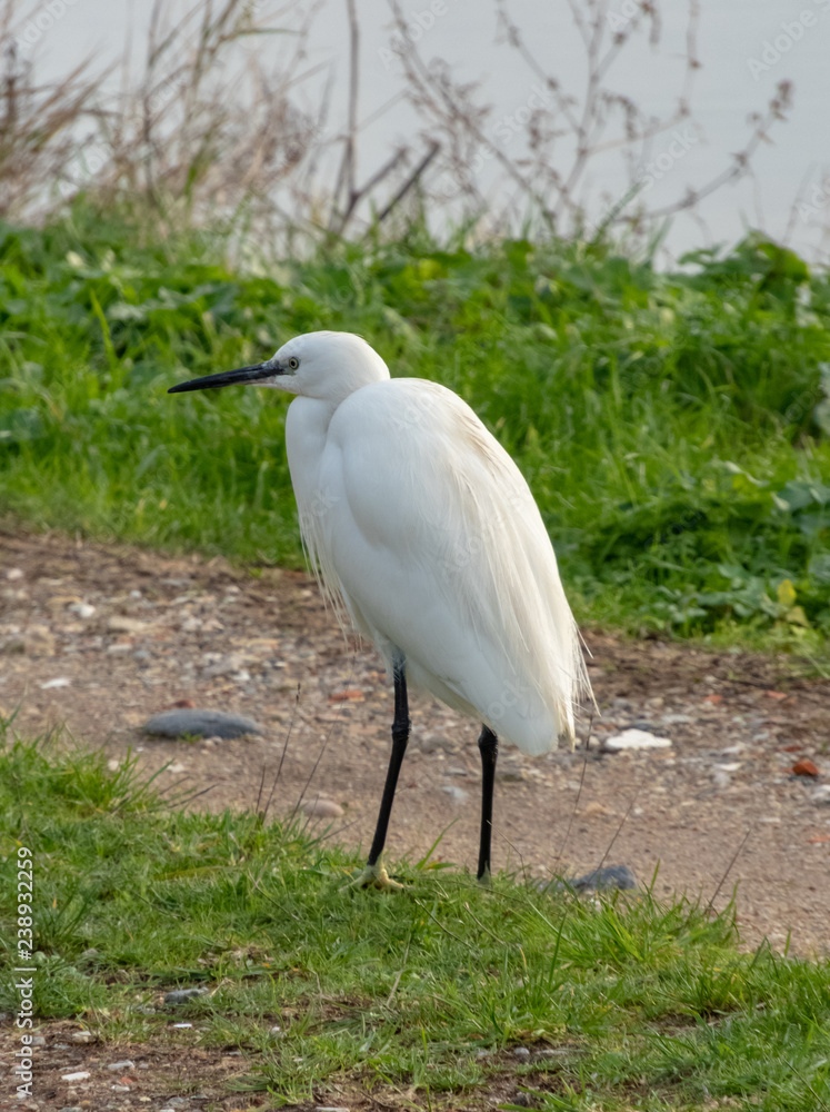 Fototapeta premium Aigrette garzette