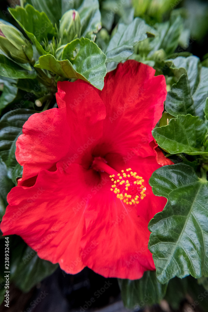 Obraz premium Vertical view of red hibiscus flower.