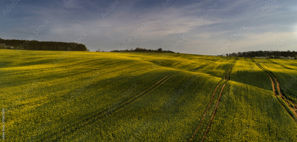 Beautiful rape field in Sarlos, Hungary. Aerial view Beautiful rape field in Sarlos, Hungary. Aerial view