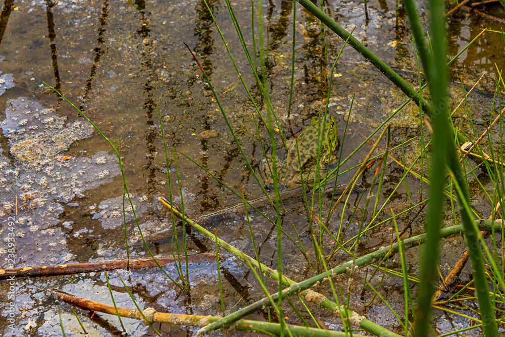 green spotted frog sitting in reeds and water green spotted frog sitting in reeds and water