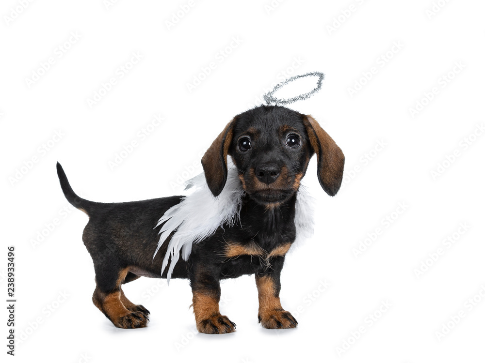 Cute Mini Dachshund wirehaired wearing angel wings and silver halo.  standing side ways, looking with sweet dark eyes straight to camera.  Isolated on white background Stock-foto | Adobe Stock